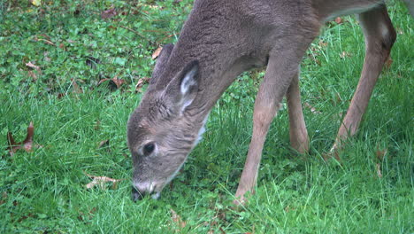 young white-tailed deer  walks and grazes on clover