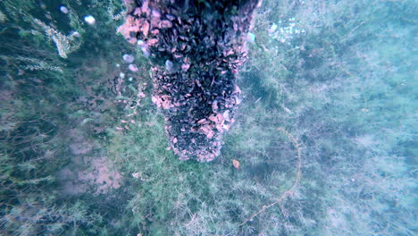 old piece of wood in coral reef with bubbles rising up from it on ocean floor