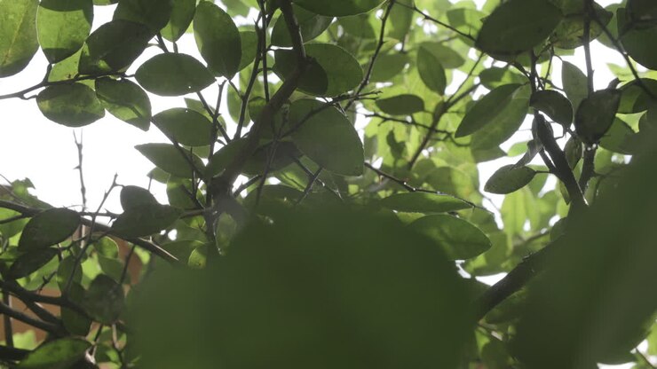 Water droplets falling through the leaves of a tree