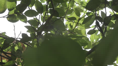 Wassertropfen,-Die-Durch-Die-Blätter-Eines-Baumes-Fallen