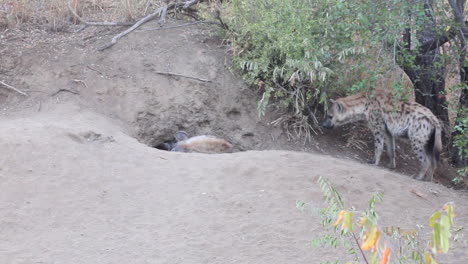 A-female-spotted-hyaena,-Crocuta-crocuta-stands