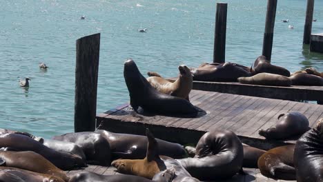 flock of seals enjoying on sunny day laying on pier of san francisco harbor, usa california, slow motion