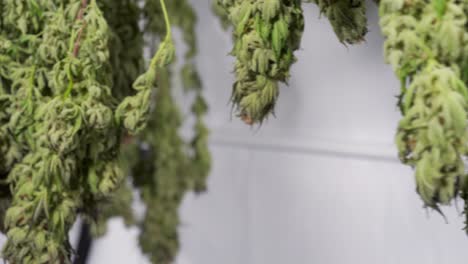 tiro de carro de secado de plantas de cannabis en una tienda de cultivo