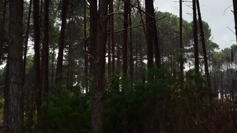 cortar el árbol que cae al suelo en el bosque.