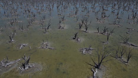 Dried-trees-and-plants-during-drought-in-Western-Australia