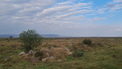 exploring the serene plains of the great rift valley at midday surrounded by gentle hills and scattered vegetation