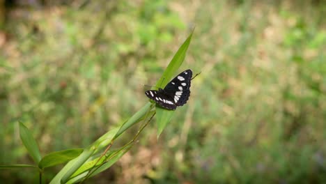 Ein-Schmetterling-Auf-Einem-Grünen-Blatt-In-Den-Farben-Rot,-Blau,-Weiß-Und-Schwarz-Tanzt-Für-Ein-Weibchen