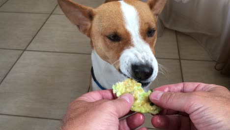 basenji dog nibbling pancakes filling with zucchini and dill that master takes in the hands