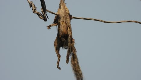 squirrel hanging on wires - death