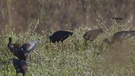 ibises brillantes en rebaño comiendo en la hierba alta