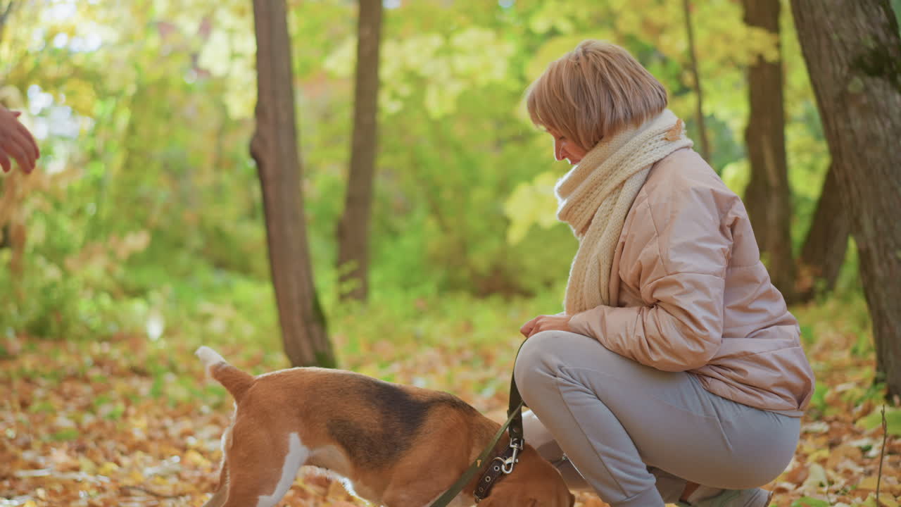 Dog trainer kneeling in autumn forest reaches into pouch feeding eager beagle puppy as it wags tail excitedly and child approaches with open arms amid golden leaves under bright sunlight