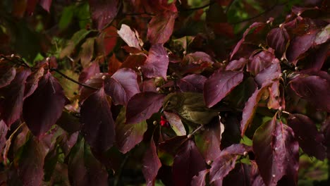 Bird-eating-berries-from-a-tree