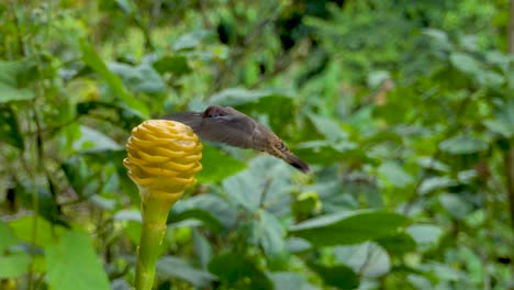 colibrí volando para comer azúcar de una flor