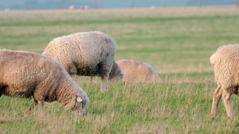 sheep peacefully grazing in a green field