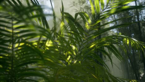 bright light shining through the humid misty fog and jungle leaves