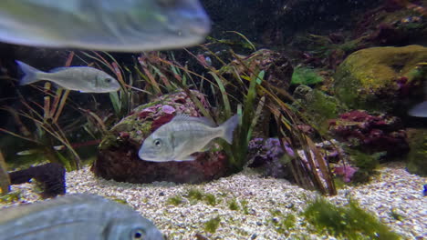 silver fish swim on rock reef in temperate salt water, underwater