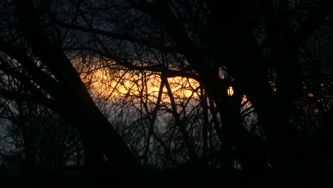 fiery colourful orange sunset glow through silhouette of spooky woodland tree branches