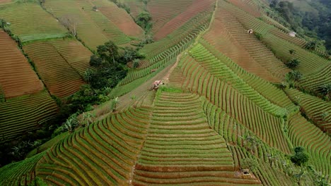 Panyaweuyan-Plantagenterrassen,-Dramatisch-Gestreifte-Landwirtschaftliche-Nutzpflanzen-Schmiegen-Sich-An-Die-Vulkanischen-Hänge-Der-Indonesischen-Landschaft