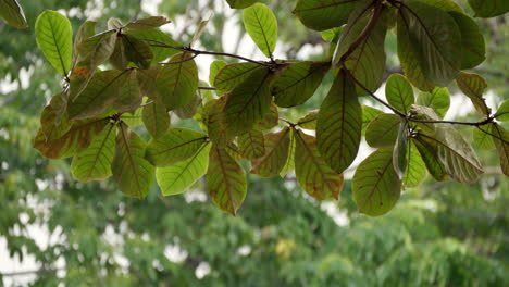close-up of green leaves on a tree branch