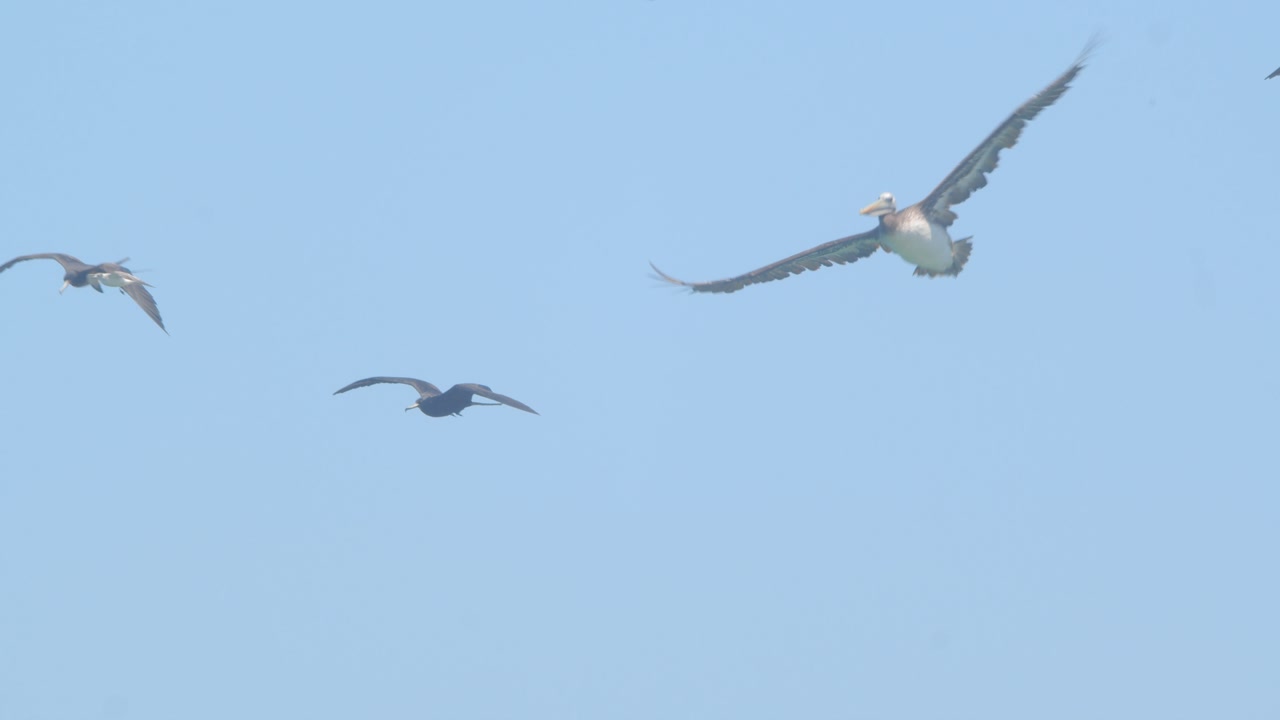 Frigatebirds pelicans and gulls flying together over coast Piura Peru