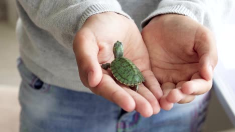 close-up of child's hand touching small green domestic turtle