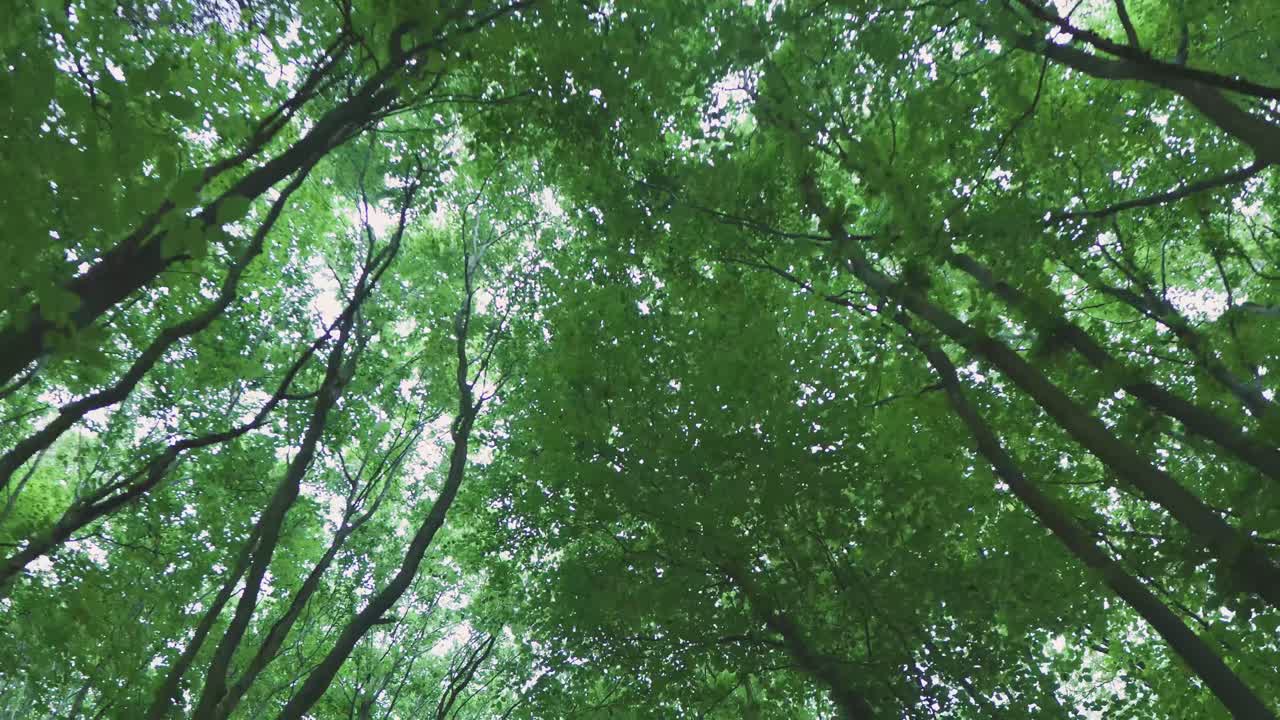 Looking Up at a Lush Forest Canopy