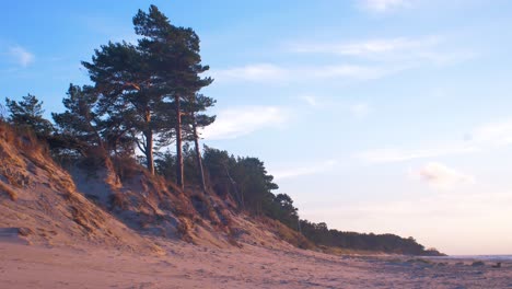 idyllic view of empty baltic sea coastline with pine trees, steep white sand seashore dunes and beach, coastal erosion, climate changes, golden hour light, wide shot