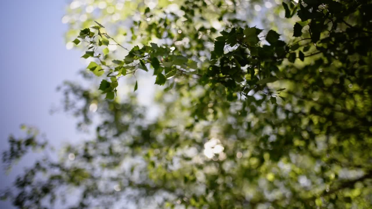 강한 바람에 의해 움직이는 무성하고 잎이 많은 가지의 낮은 각도 보기