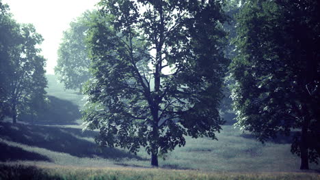 sunlight filtering through trees in a serene landscape during early morning