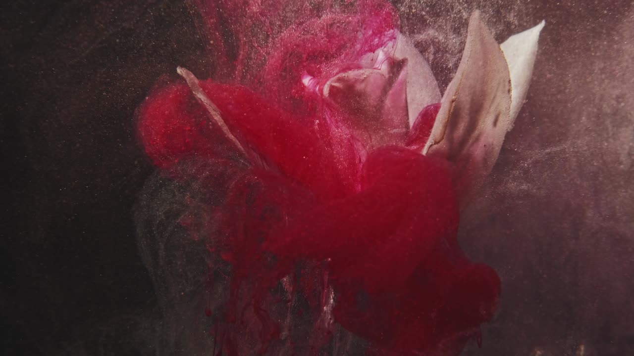 explosión de color rojo tinta movimiento lirio blanco