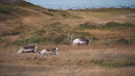 reindeer herd grazing in grassy pasture on ocean coast in iceland