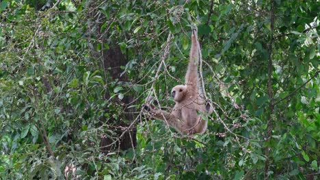 Colgado-De-Una-Pequeña-Rama-De-Un-árbol-Frutal,-El-Gibón-De-Manos-Blancas-Hylobates-Lar-Está-Ocupado-Comiendo-Los-Frutos-Maduros-Con-Las-Piernas-Bien-Abiertas-Estiradas-Sobre-Las-Ramas,-En-El-Parque-Nacional-De-Khao-Yai.