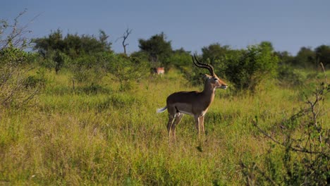 frighten antelope gets chased away by dominant alfa male