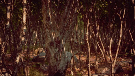 Bosque-En-La-Oscuridad-Con-Hierba-Y-Rocas