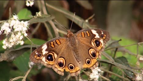 Los-Primeros-Planos-Muestran-Mariposas-Polinizando-Flores-1