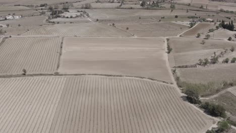 campos con viñedos, olivos