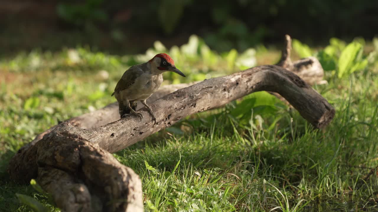 un pájaro carpintero macho saltando sobre una rama caída en busca de comida