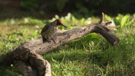 a male woodpecker hopping around on a fallen branch looking for food