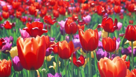 red tulip flowering on flower bed. close up colorful tulip flower bed in garden