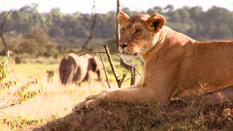 un hermoso león posa en una roca en áfrica 2
