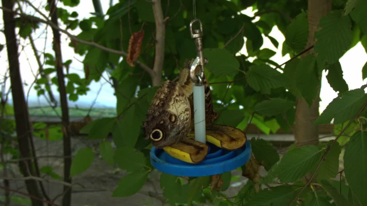 Owl Butterfly Feeding on Banana