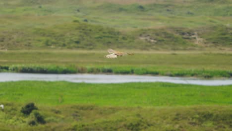 Telephoto-shot-of-common-Kestrel-bird-flying-still-while-looking-down-for-prey