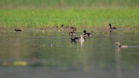 Tufted-Duck-pair-in-wetland-along-with-other-ducks