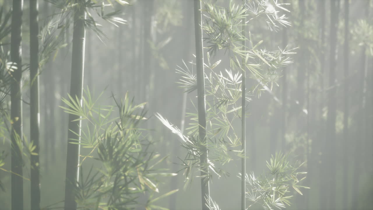 tranquilo bosque de bambú en la niebla