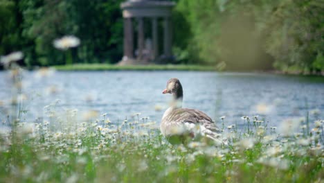 un ganso se relaja en el parque cerca del lago