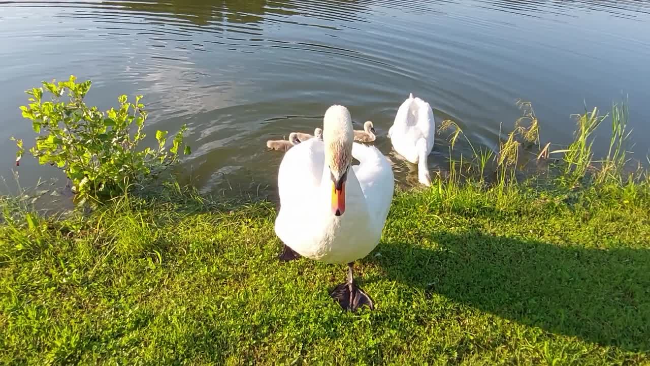 familia de cisnes nadando en el estanque en busca de comida