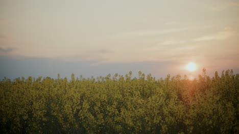 Crops-In-Field-Against-Sky-At-Sunset