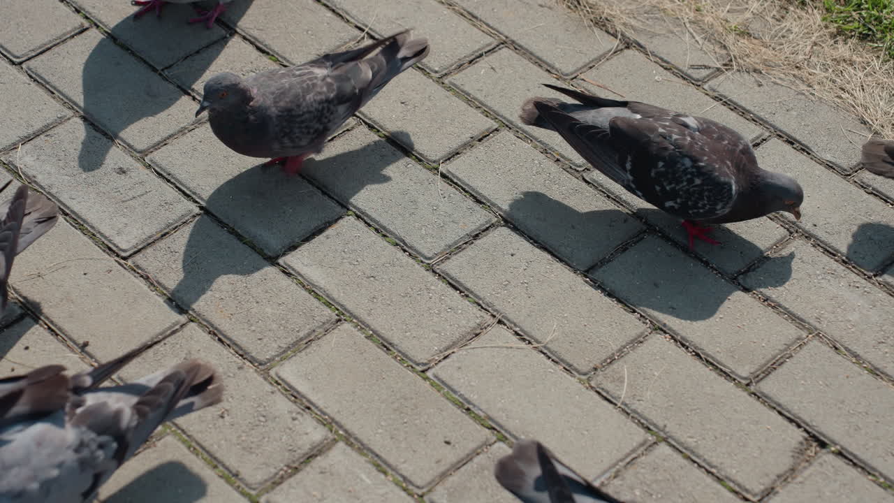 pigeons feeding on sunlit pavement, crowded flock pecking at crumbs on city sidewalk, wings fluttering and casting sharp shadows, textured concrete paving, red feet and iridescent feathers, closeup