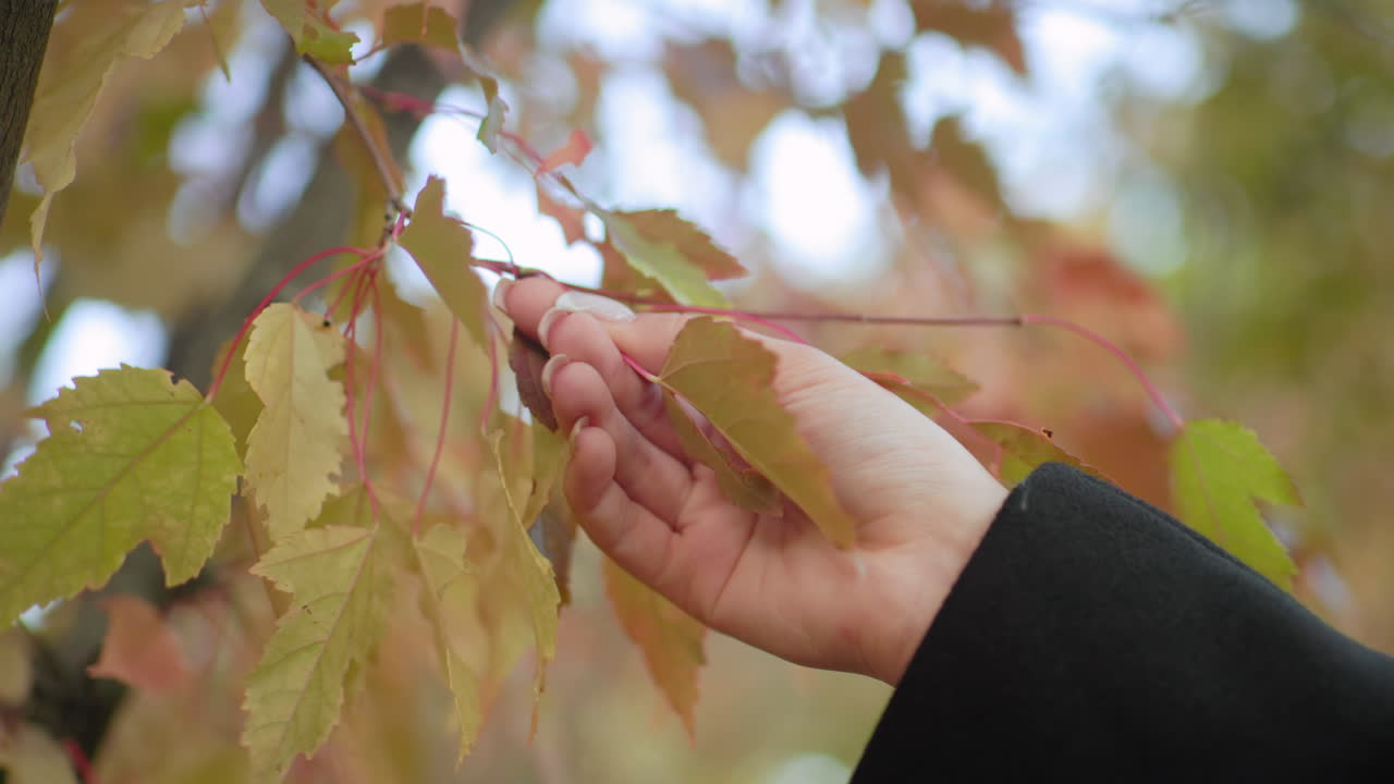 여성의 손이 나뭇가지에서 가을 잎을 부드럽게 떼어내 다채로운 단풍 속에서 섬세한 잎맥을 살펴보고 있어요. 은은한 빛과 보케가 있는 공원 배경으로 질감, 촉감, 계절 변화에 집중하는 자연의 순간이에요.