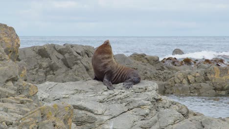 Ein-Großer-Seebär,-Der-Auf-Einem-Felsen-Sitzt-Und-Sich-Kratzt